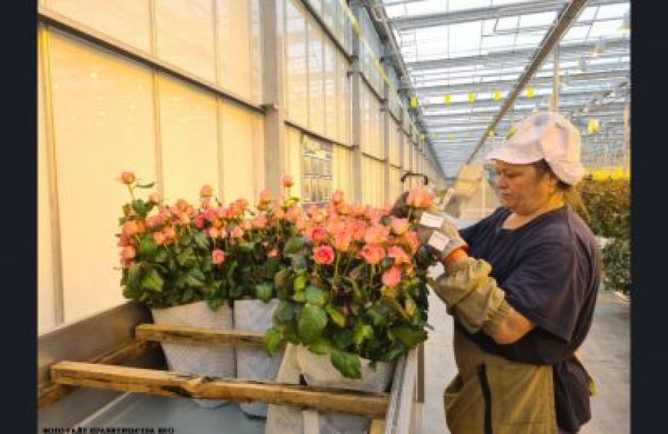 Впервые к Международному женскому дню на прилавки цветочных магазинов поступят новосибирские розы