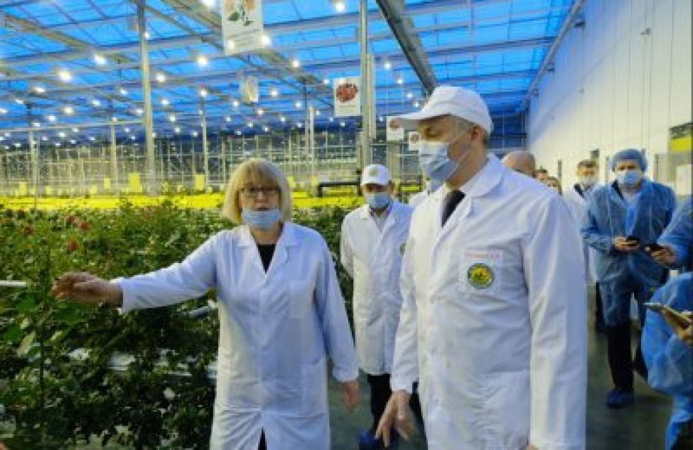 Миллионы сибирских роз: в Новосибирской области увеличивается мощность тепличного хозяйства