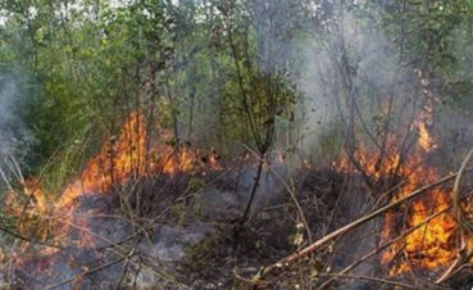 Массовые проверки и адресное информирование: в регионе усилены меры по недопущению природных пожаров
