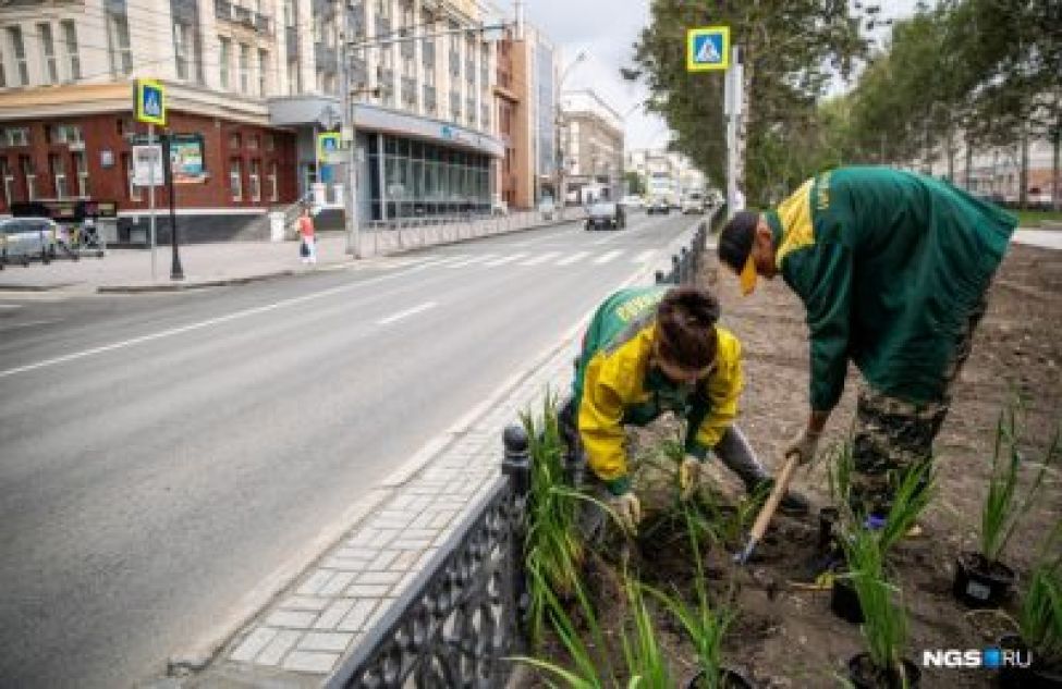 Новосибирск переходит на многолетние цветы, чтобы сэкономить бюджет