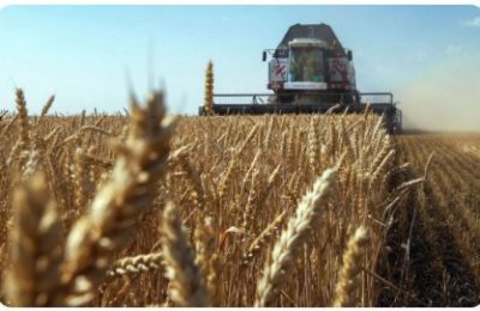 Урожай зерна в Новосибирской области превысил прогнозы – собрано 3,4 млн тонн
