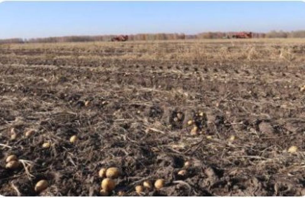 Более 60 тысяч тонн картофеля собрали сельхозпредприятия Новосибирской области