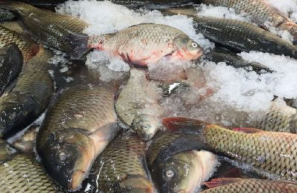 На тысячу тонн больше рыбы выловлено в 2022 году на водоемах региона