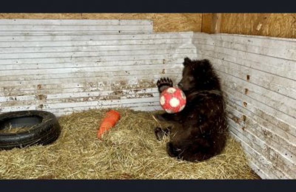 Спасенных в Болотнинском районе медвежат отправили на реабилитацию в Ленинградскую область