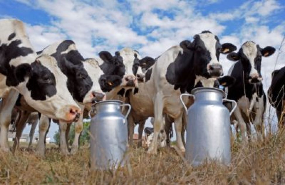 Новосибирская область получит дополнительные федеральные средства на поддержку молочного скотоводства