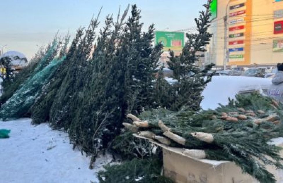 Легальные ели: новогодние хвойные деревья без документов будут арестованы