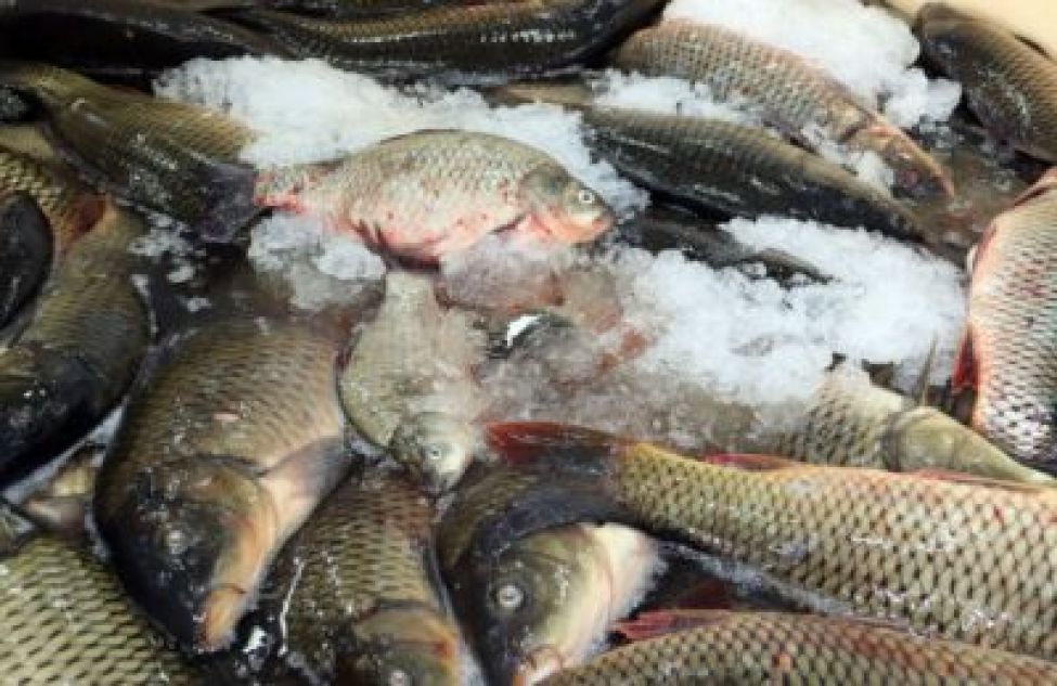 Новые меры господдержки в регионе позволят увеличить производство аквакультурной рыбы