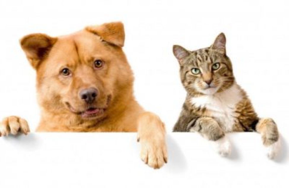 Дополнительные требования к содержанию домашних животных утверждены в Новосибирской области