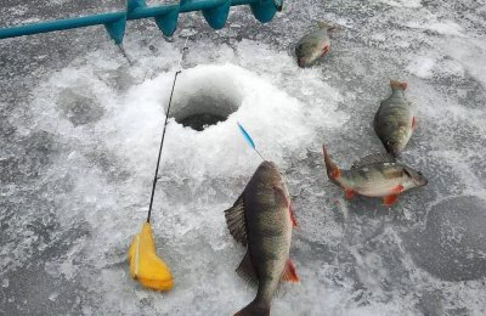 Соревнования по подледному лову рыбы на мормышку среди любителей рыболовов Тогучинского района