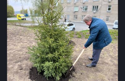 95 деревьев высадили в регионе в память о медработниках времён Великой Отечественной войны