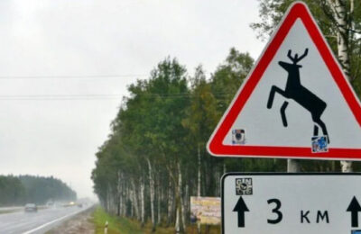 Наиболее опасные дороги для диких животных в Новосибирской области назвали в региональном минприроды