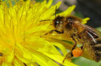 Пчеловоды должны знать о предстоящих обработках полей пестицидами и агрохимикатами