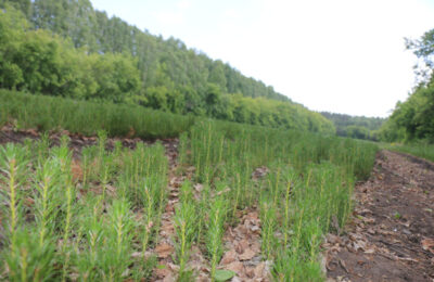Порядка 69 тысяч сеянцев сосны обыкновенной и сибирской ели высажено на территории Тогучинского района