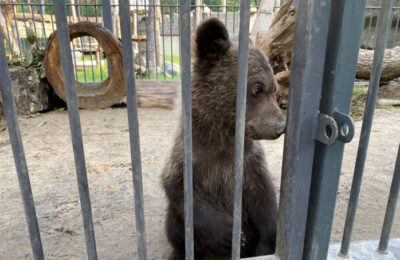 Минприроды региона отправило медвежонка из Новосибирского зоопарка в новый дом в Санкт-Петербурге