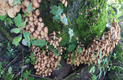 Рекордный урожай грибов собирают жители Новосибирской области