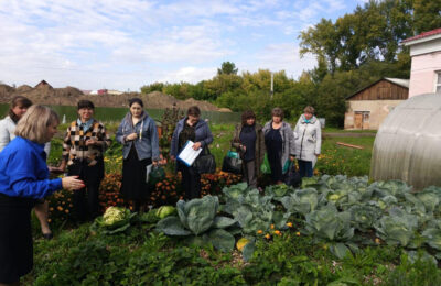 Люффу, бамию, кивано и вигну выращивают в теплицах Тогучинского района