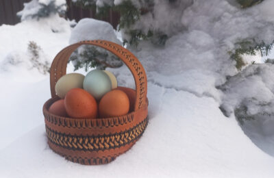 В Тогучинский район морозы идут, но куры яйца несут