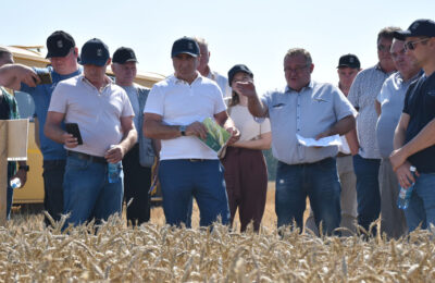 Краснодарскую пшеницу выращивают в Тогучинском районе