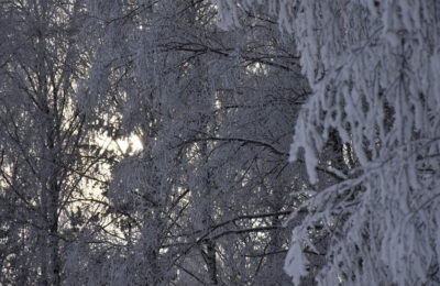 Вторая декада января принесет сюрпризы жителям Новосибирской области