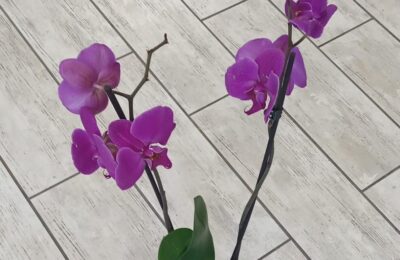 Коллекционер орхидей из Тогучина, выращивая фаленопсисы в пустых стеклянных банках, собрал коллекцию из 500 экземпляров
