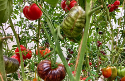 Как вырастить томат весом больше килограмма знает житель Тогучина