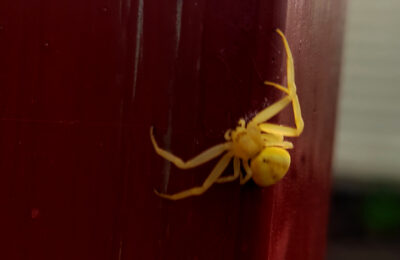 Ярко-желтые пауки появились в Тогучине