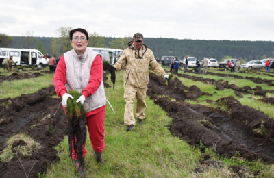 В Тогучине в рамках Международной акции «Сад Памяти» посадили более 12 тысяч деревьев
