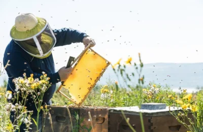 Когда пчеловодов должны предупредить об обработках сельхозугодий пестицидами