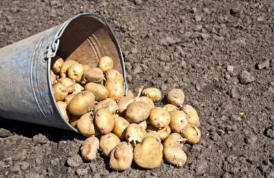 Как правильно подготовить картофель к посадке. Советы дают специалисты Россельхознадзора 