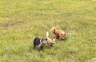 В Тогучине собаки покусали домашнего козленка