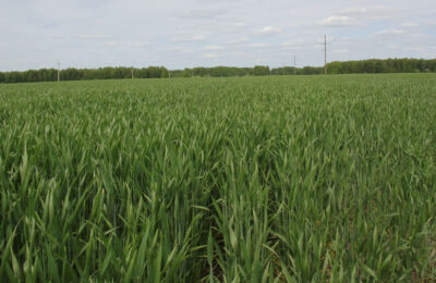 Сорт озимой пшеницы «Кубань» прописался в Тогучинском районе