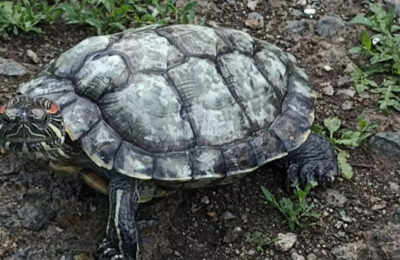 Красноухую черепаху выращивают в Тогучине