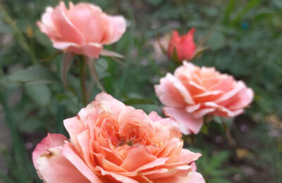 Варенье из японских роз варит жительница Тогучина