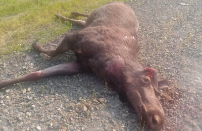 В Тогучинском районе снова гибнут лоси