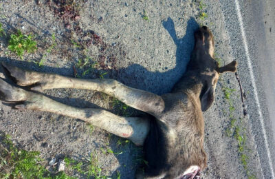 Очередной лось погиб в Тогучинском районе