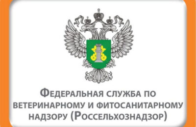 В Мирновском лесничестве Тогучинского района Новосибирской области выявлен карантинный вредитель леса