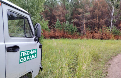 Вид из космоса: незаконные рубки в Новосибирской области сократились в несколько раз благодаря дистанционному мониторингу