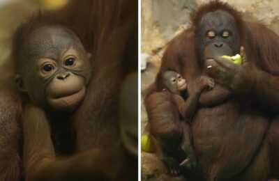 В Новосибирском зоопарке орангутан Мишель родила детёныша