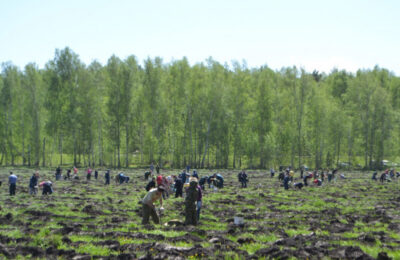 Экологический каркас Новосибирской области улучшили благодаря опережающему лесовосстановлению